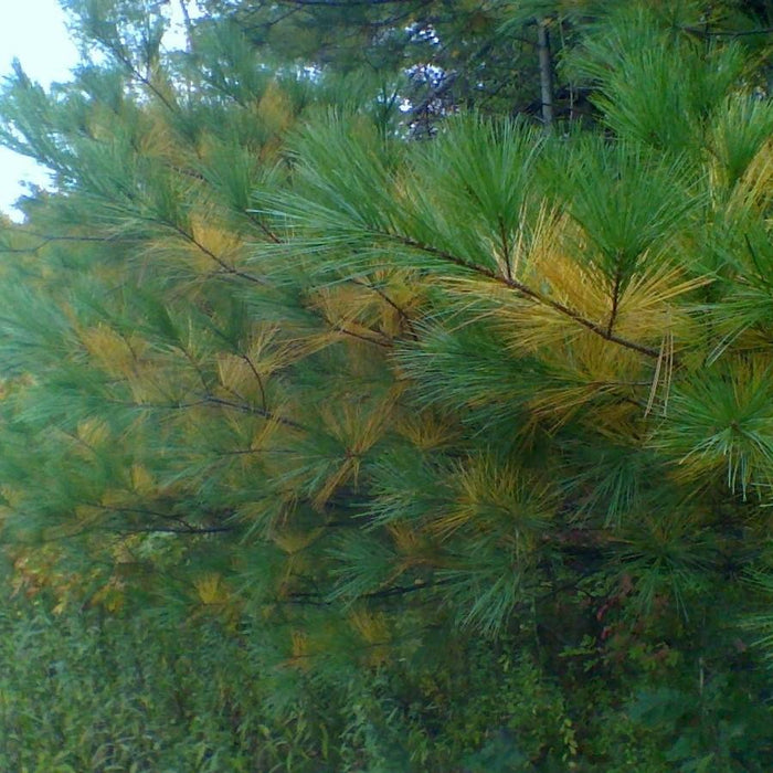 Pine, White Pine