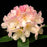 Rhododendron, Percy Wiseman Rhododendron