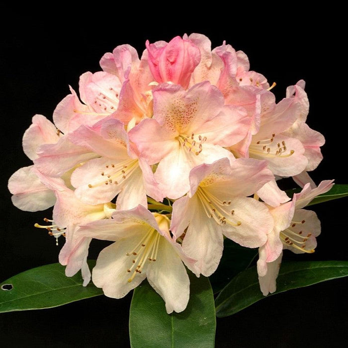 Rhododendron, Percy Wiseman Rhododendron