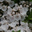 Mountain Laurel, Elf Mountain Laurel