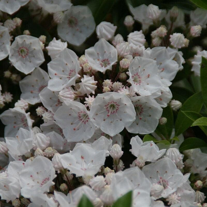 Mountain Laurel, Elf Mountain Laurel