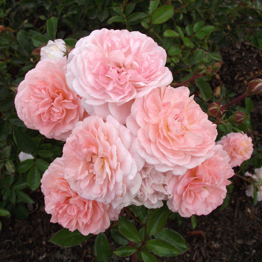 Rose, Apricot Drift® Rose