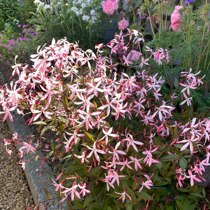 Bowman's Root, Pink Profusion Bowman's Root