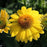 Coneflower, Sombrero® Lemon Yellow Improved Coneflower