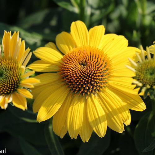 Coneflower, Sombrero® Lemon Yellow Improved Coneflower