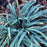 Sedge, Blue Wood Sedge