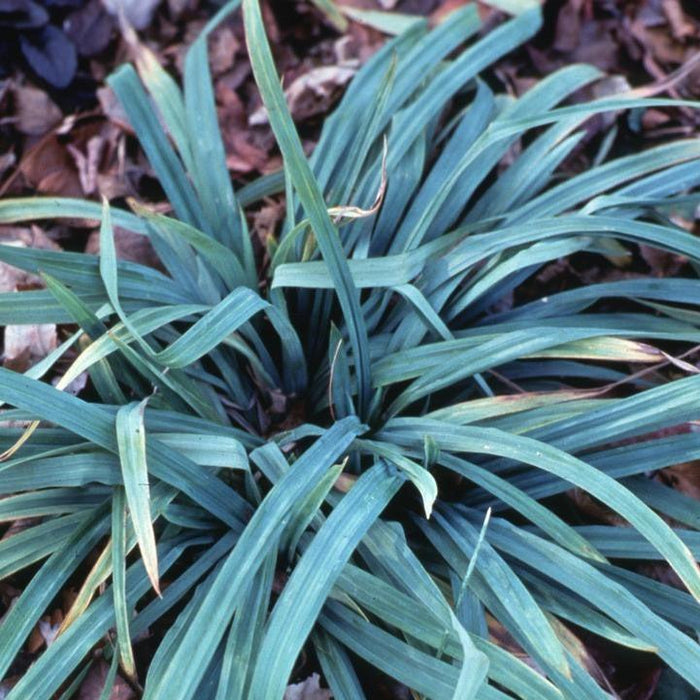 Sedge, Blue Wood Sedge