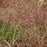 Grass, Purple Lovegrass