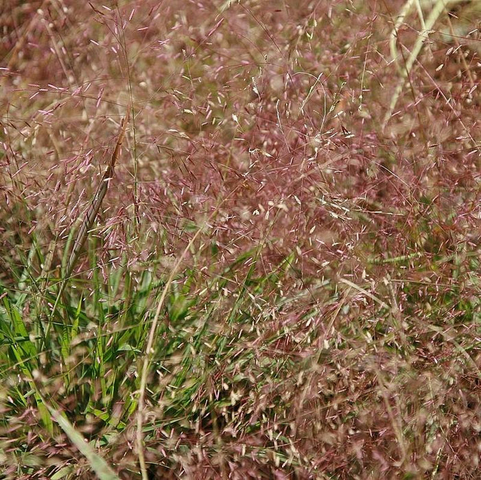 Grass, Purple Lovegrass
