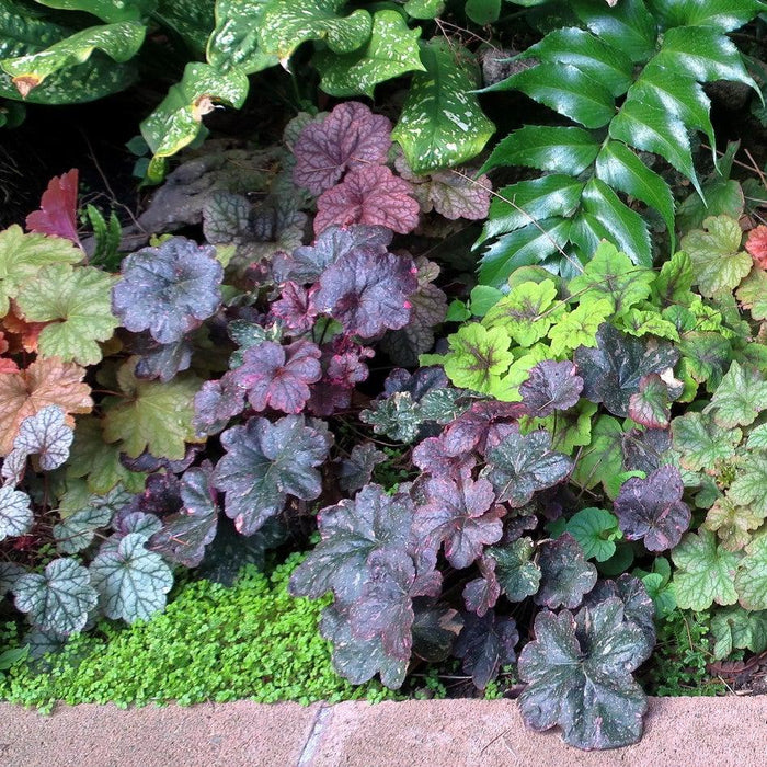 Coral Bells, Midnight Rose Coral Bells