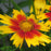 Tickseed, Lil' Bang™ Daybreak Tickseed