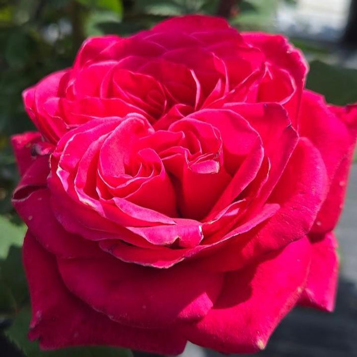 Rose, Showpiece™ Lipstick Rose