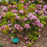 Mountain Laurel, Carousel Mountain Laurel