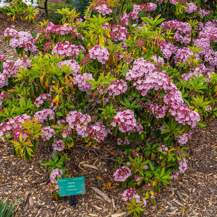 Mountain Laurel, Carousel Mountain Laurel