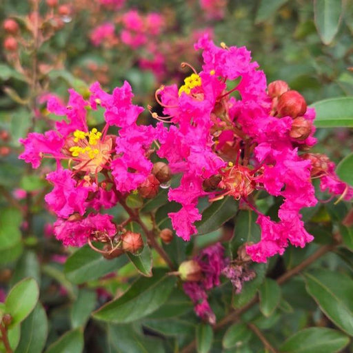 Crapemyrtle, Great Myrtle™ Cherry Delight Crape Myrtle