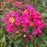 Crapemyrtle, Great Myrtle™ Cherry Delight Crape Myrtle