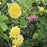 Rose, Sunsprite Floribunda Rose