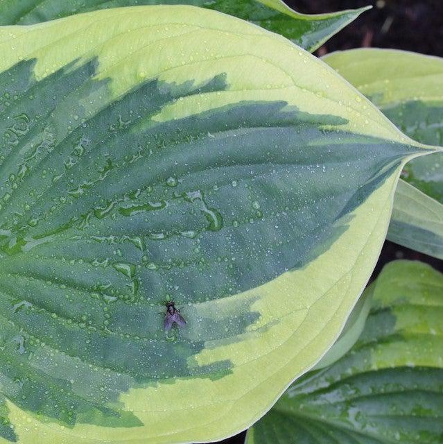 Hosta, Earth Angel Hosta