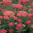 Yarrow, Firefly Red Pop Yarrow
