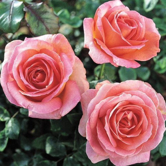 Rose, Elle® Rose