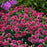 Dianthus, Fruit Punch® Cherry Vanilla Dianthus
