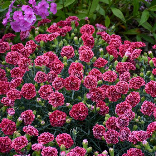 Dianthus, Fruit Punch® Cherry Vanilla Dianthus