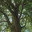 Oak, Northern Red Oak