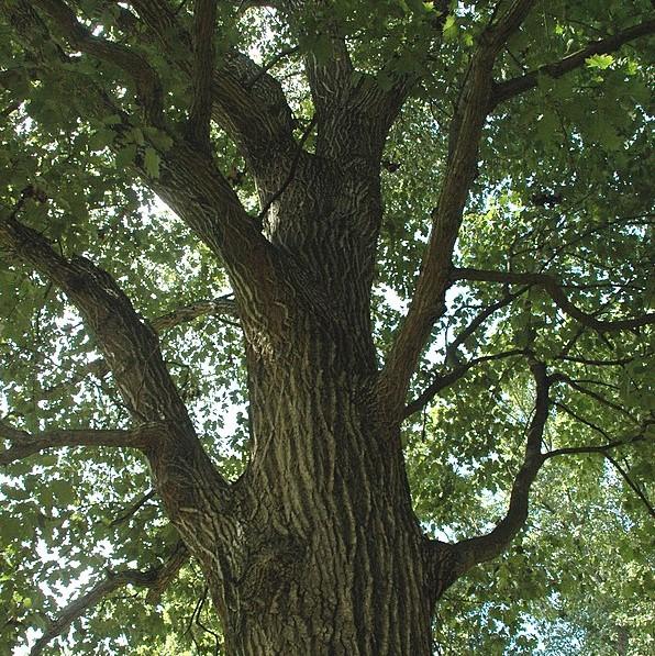 Oak, Northern Red Oak