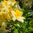 Azalea, Northern Hi-Lights Azalea