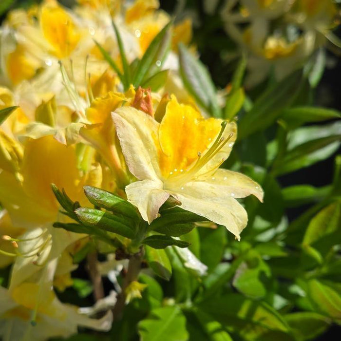 Azalea, Northern Hi-Lights Azalea