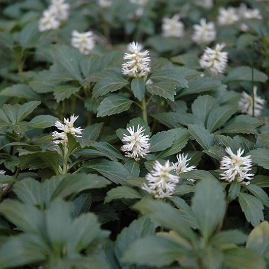 Spurge, Japanese Spurge