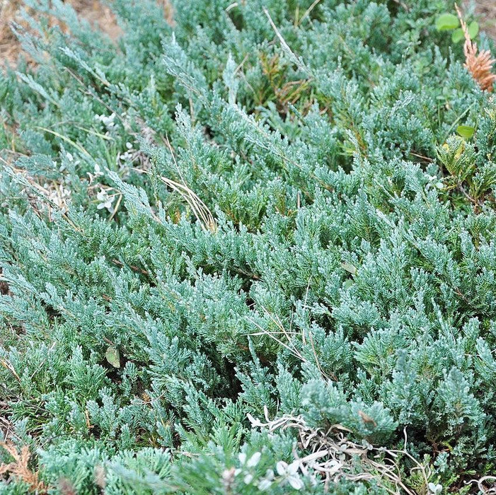 Juniper, Icee Blue® Juniper