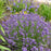 Lavender, Summer Serenade Lavender