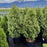 Arborvitae, Junior Giant Arborvitae