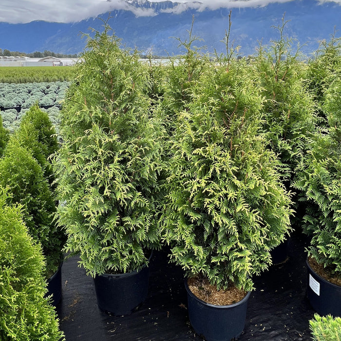 Arborvitae, Junior Giant Arborvitae