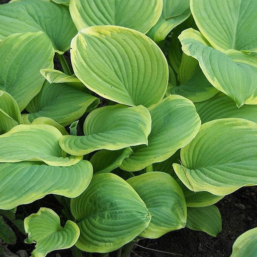 Hosta, Fragrant Bouquet Hosta