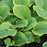 Hosta, Fragrant Bouquet Hosta