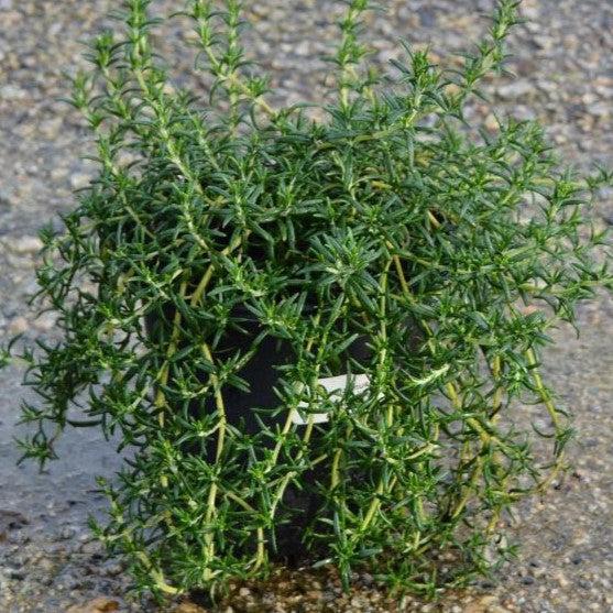 Rosemary, Creeping Rosemary