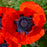 Papaver orientalis 'Brilliant'  - Brilliant Poppies