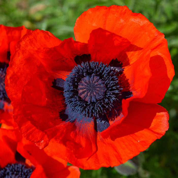 Papaver orientalis 'Brilliant'  - Brilliant Poppies