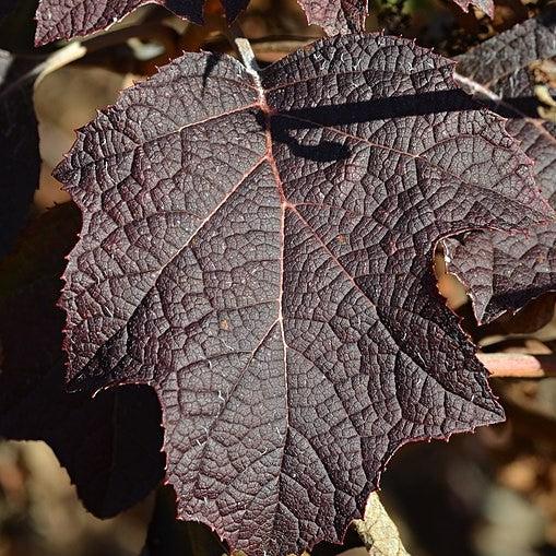 Hydrangea, Pee Wee Oakleaf Hydrangea