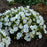 Bellflower, Rapido White Bellflower