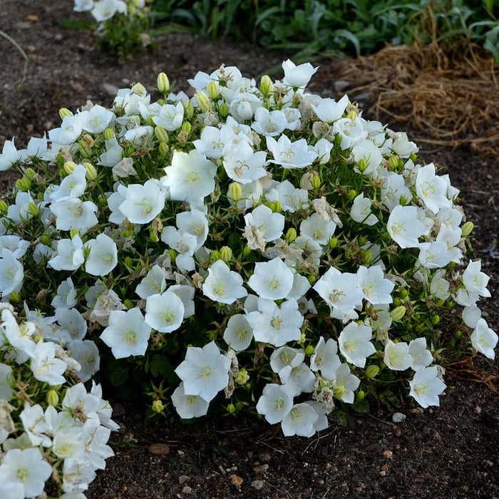 Bellflower, Rapido White Bellflower