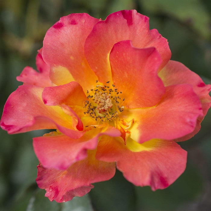 Rose, Sunset Horizon™ Rose
