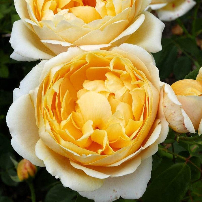 Rose, Charlotte Rose