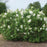 Lilac, New Age™ White Lilac