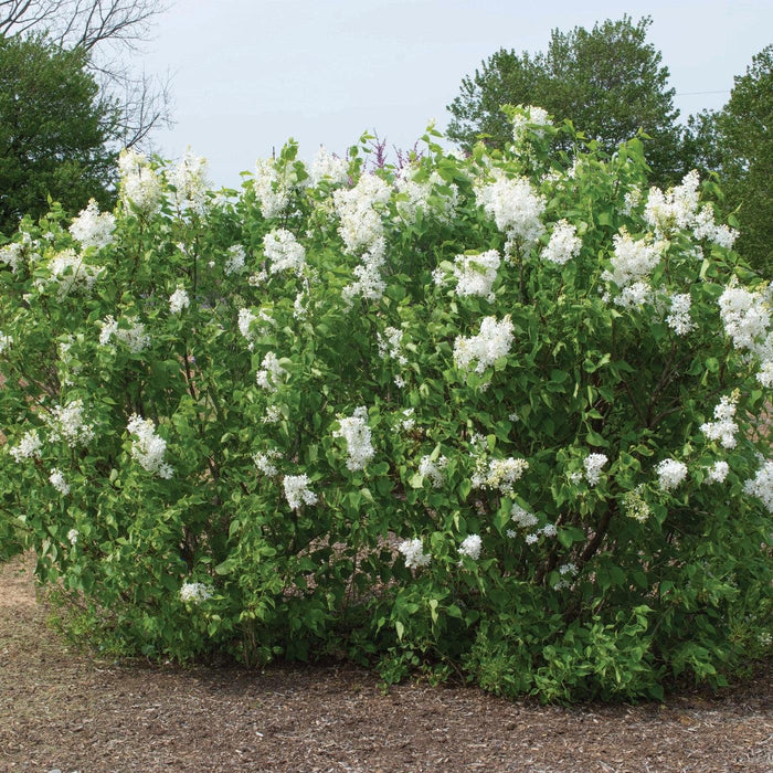 Lilac, New Age™ White Lilac