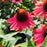Coneflower, Eye-catcher™ Tanager Echinacea