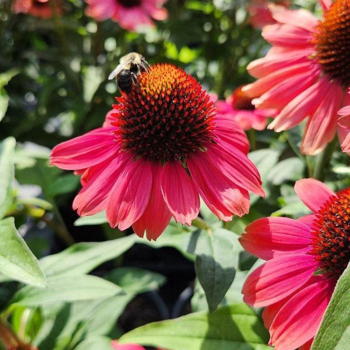 Coneflower, Eye-catcher™ Tanager Echinacea