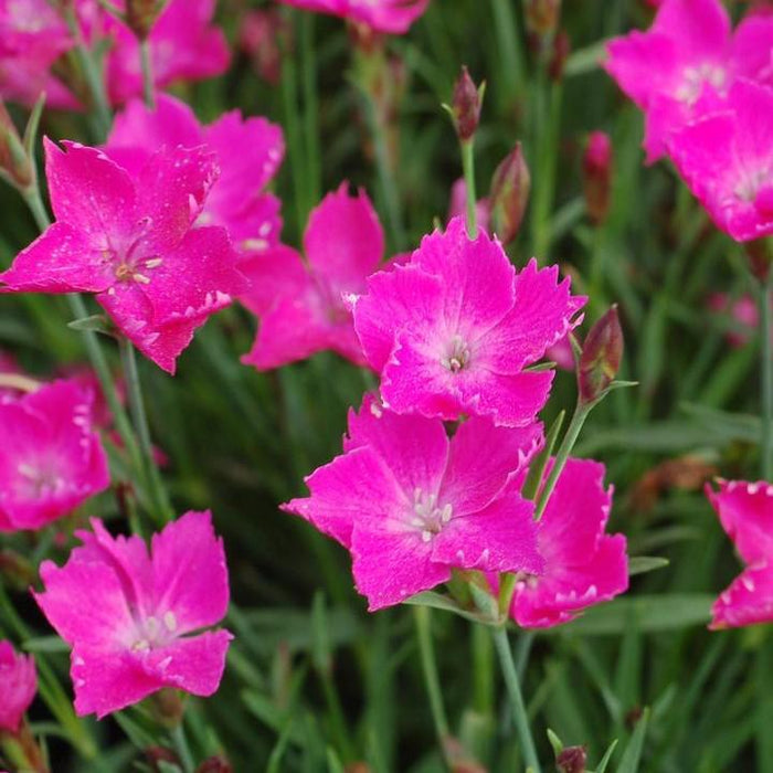 Dianthus, Sunflor® Kahori® Dianthus